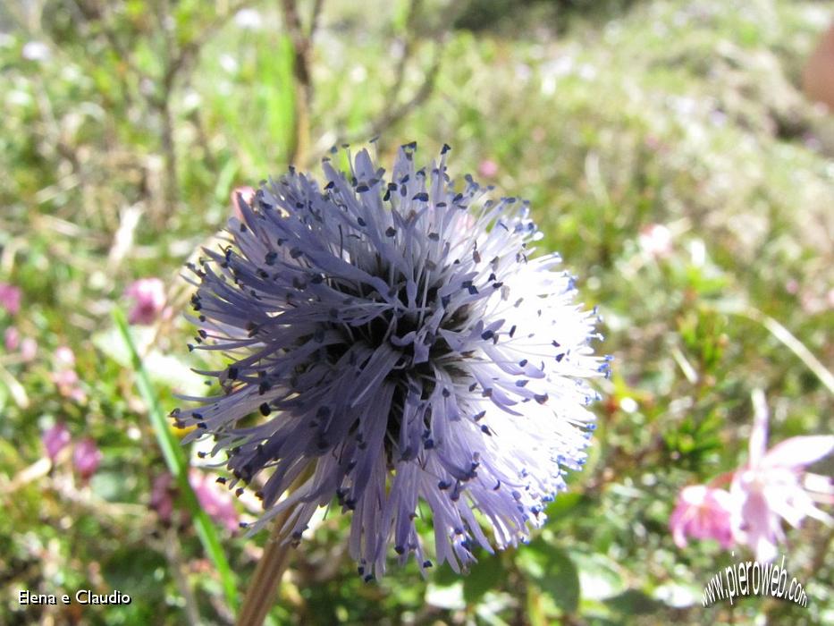 34 Fioritura nel bosco.JPG